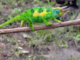 OUGANDA, safari et randonnée au cœur de l'Afrique. Gros plan sur le caméléon de Jackson. © Patricia