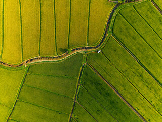 Obraz premium Overhead rice plots divided by sinuous watercourse in farmland