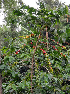 Rwanda, safari et randonn&eacute;e au c&oelig;ur de l'Afrique.
Visite d'une ferme locale de caf&eacute; (de la culture au tri des grains de caf&eacute;)