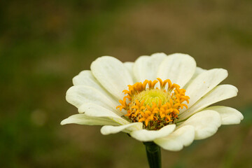 Obraz premium Close up of a white daisy flower with yellow center in natural garden background with soft bokeh and shallow depth of field