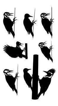 Woodpecker bird silhouette collection, set of 8 black avian vector icons, forest wildlife pecking on tree trunks, nature conservation graphics