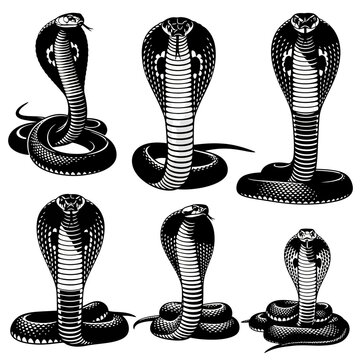 King cobra snake vector set, 6 black and white serpent illustrations, aggressive hooded cobra mascot icons for tattoo and logo design