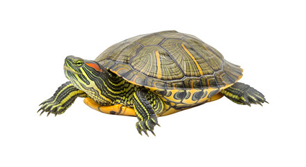 Obraz premium Red-Eared Slider Turtle Isolated on PNG, on transparent background