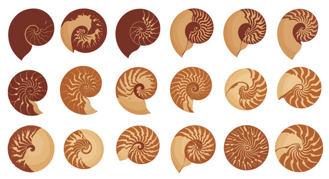 Set of 18 Nautilus Shell Cross-Section Vector Illustrations with Fibonacci Spiral and Golden Ratio Design in Brown and Beige Tones