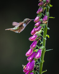 Volcano hummingbird (Selasphorus flammula)  © JuanPablo