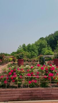 Rose Garden Full Bloom Daebudo