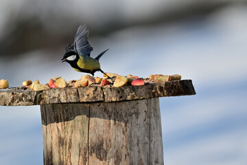 Great tit with spread wings at a bird feeder in winter © Pavol Klimek
