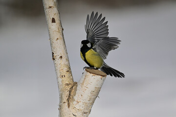 A great tit lands on a tree branch in the snow © Pavol Klimek