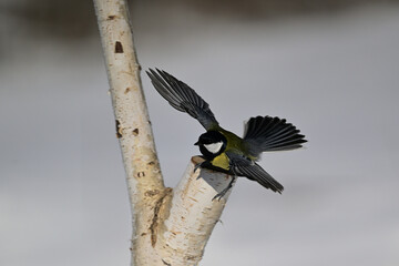 A great tit lands on a tree branch in the snow © Pavol Klimek