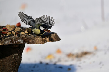 A great tit lands on a tree branch in the snow © Pavol Klimek