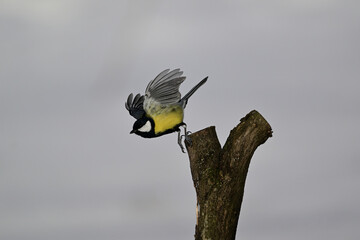 A great tit lands on a tree branch in the snow © Pavol Klimek
