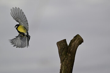 Great tit with spread wings at a bird feeder in winter © Pavol Klimek