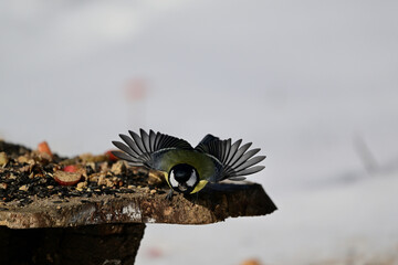The great titmouse flying around feeder with sunflowers in the winter © Pavol Klimek