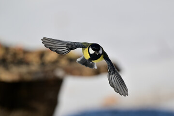 Great tit with spread wings at a bird feeder in winter © Pavol Klimek