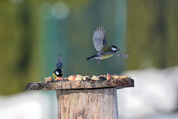 Titmouse bird flying away from feeder with sunflower in beak © Pavol Klimek
