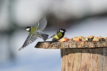 Titmouse bird flying away from feeder with sunflower in beak © Pavol Klimek
