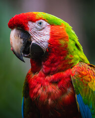Hybrid Macaw  © JuanPablo