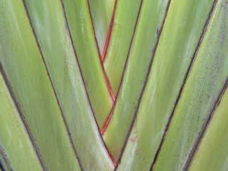A leafy green plant with a red stripe running down the middle