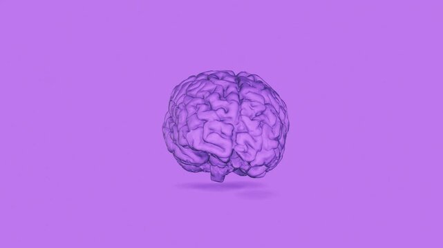 A 3D rendered animation of a purple human brain rotating slowly against a solid lavender background, symbolizing thought, intelligence, and neuroscience.