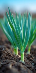 Fototapeta premium Leek seedlings green sprout soil closeup young garden growth emerging shoots in rich earth macro shallow depth of field morning light