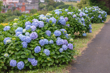 Obraz premium Row of bigleaf hydrangea bushes with blue blooms and yellow buds along garden path. Hydrangea macrophylla