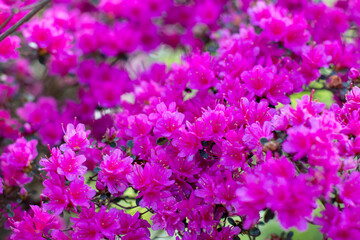 Obraz premium Bright pink japanese azalea bush covered with blossoms close up
