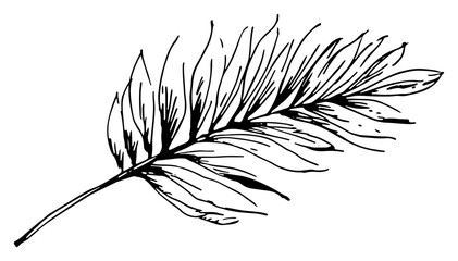 Hand drawn sketch of a palm leaf symbol of peace and victory © Celestynka