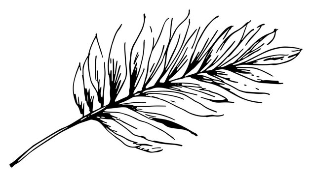Hand drawn sketch of a palm leaf symbol of peace and victory