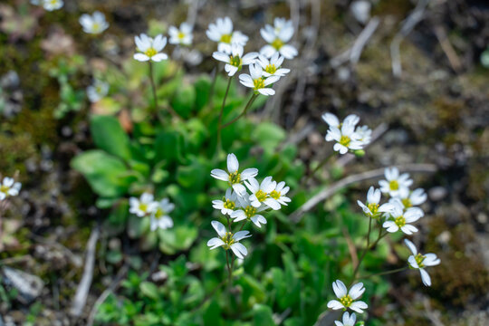 Cold resistant white flower of draba verna in springtime. Erophila verna is species of plant in brassicaceae family. Small annual herbaceous blooming of common whitlowgrass. Spring stepp salty places.