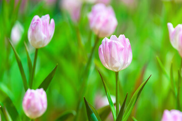Obraz premium Close up flowers background Amazing view of colorful pink tulip flowering in the garden and green grass landscape at sunny summer or spring day Beautiful pink tulip in tulip field with blur background
