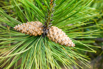 pine cone on a branch