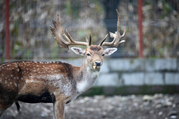Obraz premium Male fallow deer (Dama dama) behind a fence