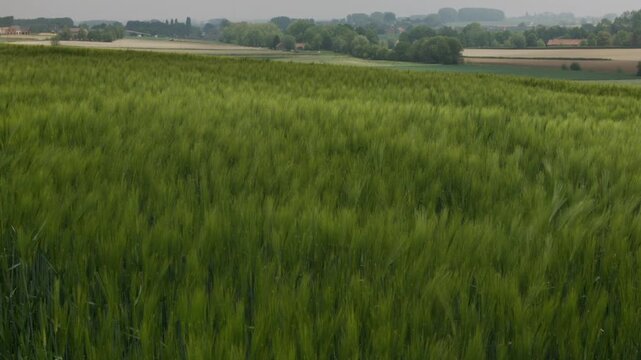 Swaying Field Of Wheat with Belgian Countryside in backgorund