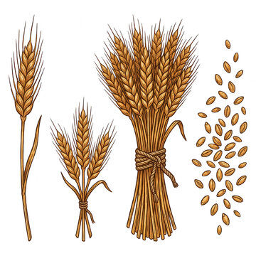 Wheat Vector Illustration: Sheaf, Ears, and Grains Set