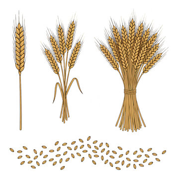 Wheat Ear and Grains Hand-Drawn Set