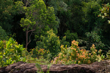 Obraz premium Tropical rainforest canopy and vegetation viewed from rocky hill