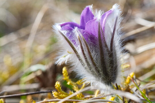 Pulsatilla vulgaris Kuh-Schelle K&uuml;chenschelle Habitus im Austriebim zeitigen Fr&uuml;hjahr
