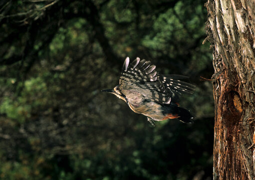 picchio rosso maggiore (Dendrocopus major),  Great spotted woodpecker  Buntspecht  Dendrocopos major .