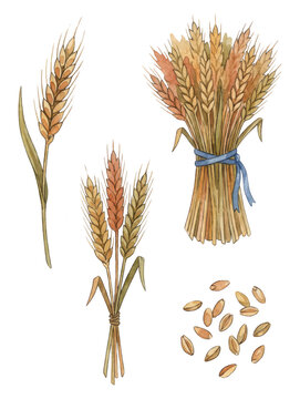 Watercolor Wheat Illustration Set: Sheaves, Stalks, and Grains Isolated on White