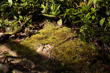 Obraz premium Sunlit moss growing on rock beside forest path