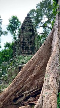 Ancient Stone Carving and Massive Tree Trunk in Cambodian Jungle (Siem Reap, Cambodia)