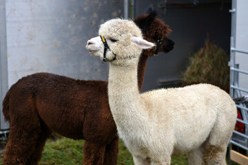 Obraz premium Cute pair of alpacas, white and brown