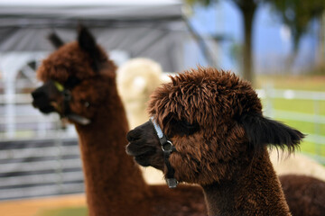 Cute brown alpacas at a farm exhibition © Pawparazzi
