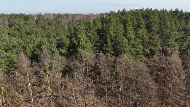 Backward drone flight over mixed forest at medium altitude