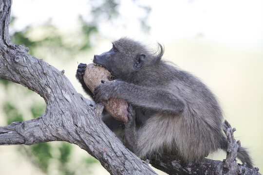 Large adult chacma baboon eating a sausage tree fruit while sitting on a high branch