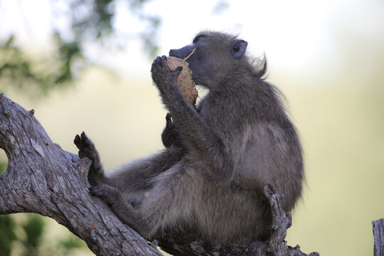 Large adult chacma baboon eating a sausage tree fruit while sitting on a high branch