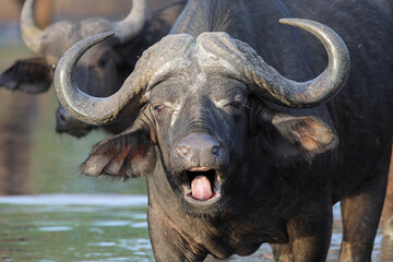 Obraz premium Cape buffalo (big five) looking to have a drink at a dam in the Kruger National Park
