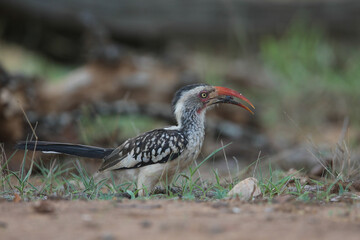 Red-billed oxpecker bird looking for food on the ground of the Kruger National Park © John