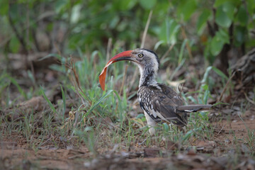 Red-billed oxpecker bird looking for food on the ground of the Kruger National Park © John