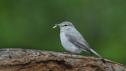 Obraz premium Ashy flycatcher with an insect catch to eat, Pafuri area of the Kruger National Park
